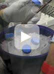 Isolation, Culture, and Maintenance of Mouse Intestinal Stem Cells