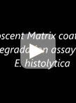 In vitro Fluorescent Matrix Degradation Assay for Entamoeba histolytica