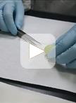 Total RNA Extraction from Grape Berry Skin for Quantitative Reverse Transcription PCR and Microarray Analysis