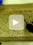 Olfactory Recognition Memory Test in Mice