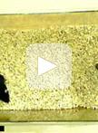 Social Recognition Memory Test in Rodents