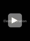 In utero Electroporation of Mouse Cerebellar Purkinje Cells