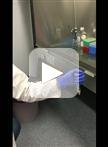 对小肠培养物进行EdU整染和增殖分析