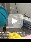 House Dust Mite Extract and Cytokine Instillation of Mouse Airways and Subsequent Cellular Analysis