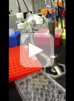 Fluorescent Detection of Intracellular Nitric Oxide in Staphylococcus aureus