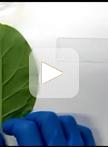Simple Methods for Screening and Statistical Analysis of Leaf Epidermal Cells in Dicotyledonous Plants