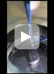 Mouse Corneal Stroma Fibroblast Primary Cell Culture
