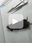 ASC颗粒诱导腹膜炎模型的构建