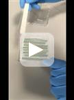 Assessment of Wheat Resistance to <em>Fusarium graminearum</em> by Automated Image Analysis of Detached Leaves Assay