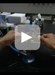水稻配子的电融合及后续合子培养