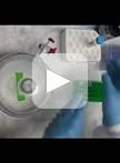 小鼠肺CD4+ T细胞的鼻内/血管内抗体同时标记