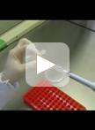 Pseudomonas syringae Flood-inoculation Method in Arabidopsis