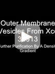 Isolation of Outer Membrane Vesicles from Phytopathogenic Xanthomonas campestris pv. campestris