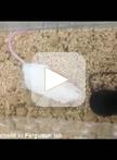 Testing Depression in Mice: a Chronic Social Defeat Stress Model