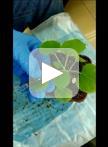 通过农杆菌浸润法使用双生病毒将CRISPR/Cas9组分转入烟草中