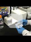 Rapid Isolation of Total Protein from Arabidopsis Pollen