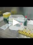 在克氏锥虫中利用CRISPR/Cas9内源标记靶基因C端