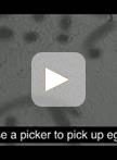 Heavy Metal Stress Assay of Caenorhabditis elegans