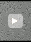 Phototaxis Assays of Synechocystis sp. PCC 6803 at Macroscopic and Microscopic Scales