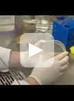 A Reliable Assay to Evaluate the Virulence of Aspergillus nidulans Using the  Alternative Animal Model Galleria mellonella (Lepidoptera)