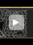 Analysis of 3D Cellular Organization of Fixed Plant Tissues Using a  User-guided Platform for Image Segmentation