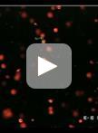 Phototaxis Assay for Chlamydomonas reinhardtii