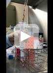 通过MOG特异性CD4+ T细胞的被动转移诱导EAE