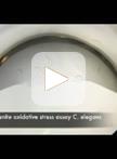 Oxidative Stress Assays (arsenite and tBHP) in Caenorhabditis elegans