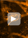 Ex vivo Ooplasmic Extract from Developing Drosophila  Oocytes for Quantitative TIRF Microscopy Analysis