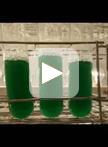 定量测定蓝藻细长聚球藻中作为生物膜形成代用指标的叶绿素
