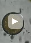 Isolation of Fucus serratus Gametes and Cultivation of the Zygotes