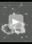 诱导的人多能干细胞（iPS细胞）和胚胎干细胞（ES细胞）向树突状细胞（DC）亚型的分化