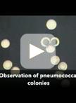 Observation of Pneumococcal Phase Variation in Colony Morphology