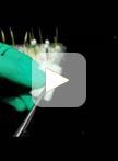 用于大规模表型分析的小麦胚芽鞘禾谷镰孢菌接种