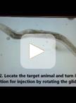 Generation of Caenorhabditis elegans Transgenic Animals by DNA Microinjection