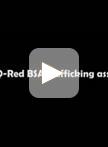 在培养细胞中评估物质运输至溶酶体的DQ-Red BSA转运分析法