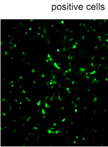 Isolation of Neutralizing Antibody