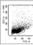 T Follicular Helper Cell Coculture Assay