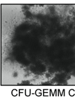 LT-HSC Methylcellulose Assay