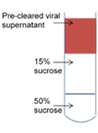 Human Astrovirus Propagation, Purification and Quantification