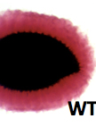 Seed Coat Ruthenium Red Staining Assay