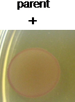 Intracellular Glycogen Assays