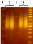 Plant Sequence Capture Optimised for Illumina Sequencing
