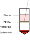 Generation and Maturation of Human Monocyte-derived DCs