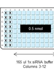 siRNA Screening for Genes Involved in HSV-1 Replication