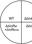Protocol for Biotin Bioassay-based Cross Feeding