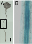 Perls Staining for Histochemical Detection of Iron in Plant Samples