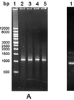 Construction of Glycine Oxidase Mutant Libraries by Random Mutagenesis, Site Directed Mutagenesis and DNA Shuffling