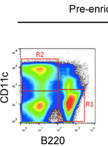 Isolation and in vivo Transfer of Antigen Presenting Cells