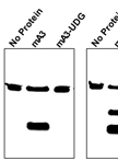 In vitro Assay for Cytidine Deaminase Activity of APOBEC3 Protein
